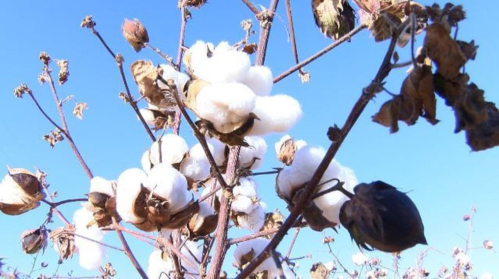 Cotton harvest yielding good crop. (Source: KCBD)