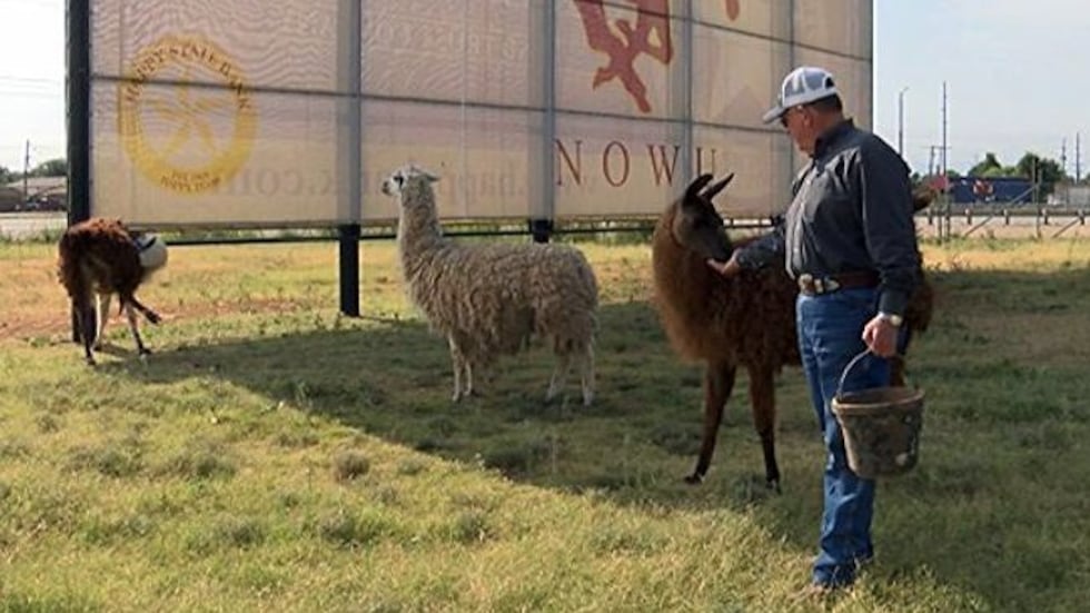 Monterey Ag teacher Roger Green with LISD's three llamas, Tina, Dolly, and Farkel.