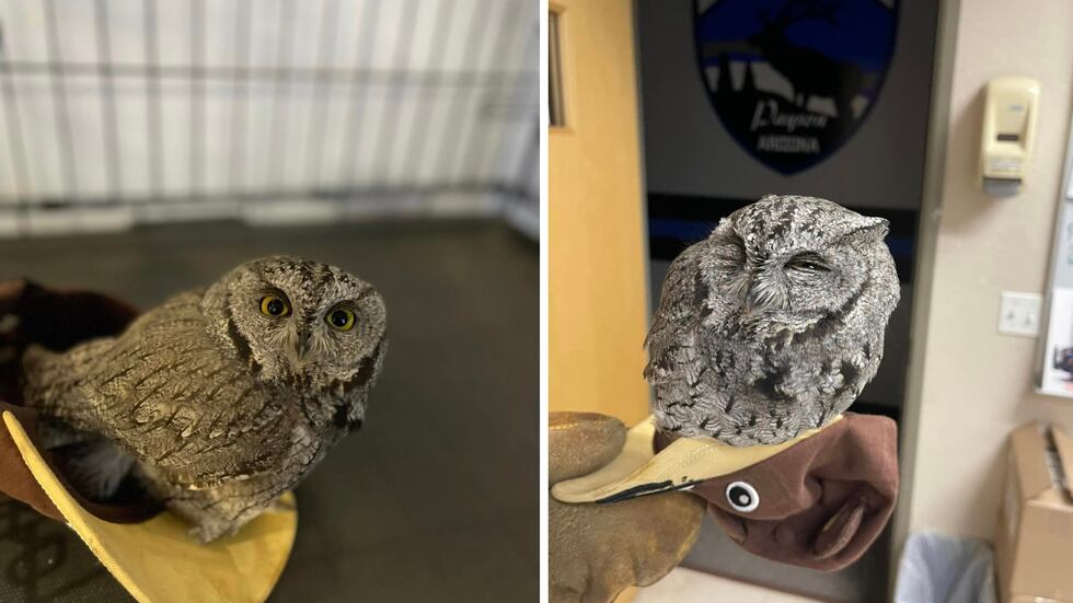 Payson, Arizona, police officers said they pulled a man over and found a live owl in the car...